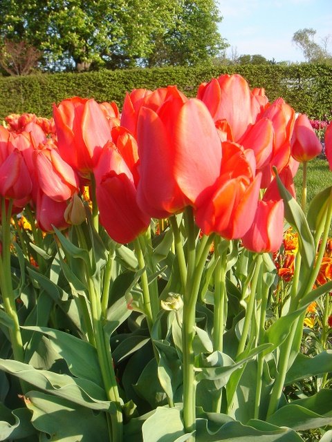Tulipa multiflore 'Orange Bouquet'